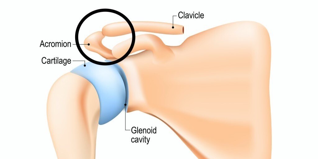 Scapular anatomy